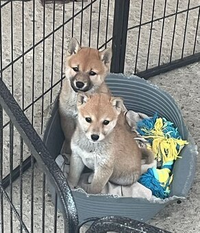 Shiba inu - 2