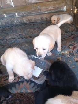 Labrador - 2