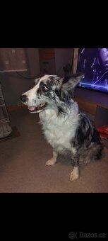 Blue merle Border Kolie - 2