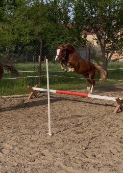 Krásný valašek Welsh pony of cob type C - 2