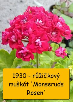 Balkonovky - muškáty, tabák, lobelka a další - možné poslat - 2