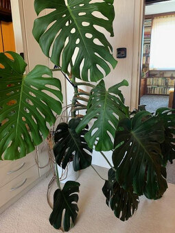 Monstera skvostná (Monstera deliciosa) - 2