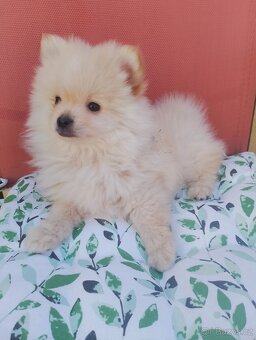Pomeranian špic - 2