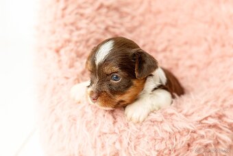 Biewer a Biro Yorkshire Terrier s PP, Jorkšír terier s PP - 2