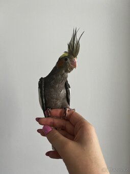 Korela, krotká korela, rucne dokrmena korela - 2
