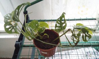 Pokojová Monstery Monkey Leaf - 2