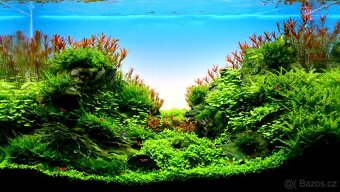 Realizace, revitalizace a údržba sladkovodních akvárií - 2