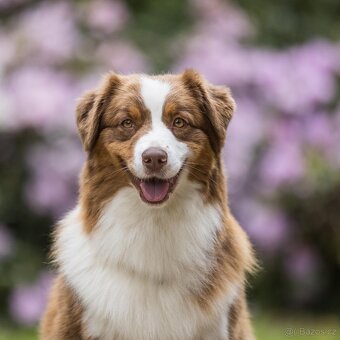 Australský ovčák s PP - 2