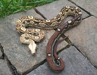 Boa imperator - Aztec Anery het VPI, VPI Jungle Aztec - 2