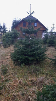 Chvojí jedle kavkazká - 2