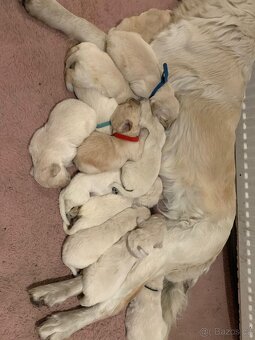 Zlatý retrívr štěňátka 🐶 - 2