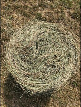 Male baliky sena - 2