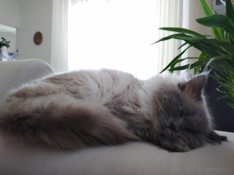 Nabízím kocoura Ragdoll ke krytí - 2