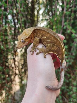 Samice - pagekon řasnatý / ciliatus - 2