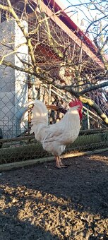 Kohout Leghorn - 2