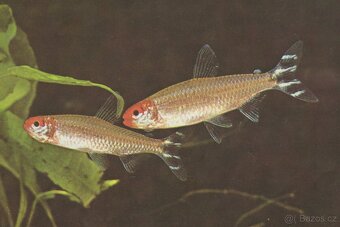 Tetra červenohlavá-Hemmigramus rhodostomus - 2