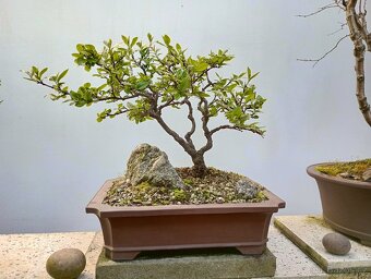 Skalník celokrajný bonsai - 2