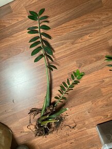 Zamioculcas zamiifolia - 2