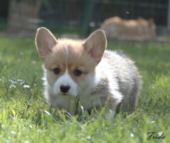 Welsch corgi pembroke s PP - 2