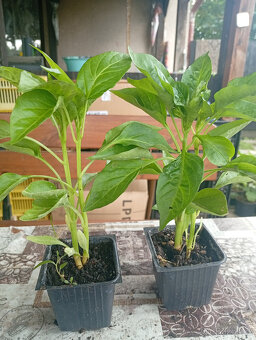 Sadba:Paprika žlutá,Divoká rajčata,Žlutá a červená rajčata - 2