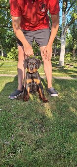 Predam steniatka rotvajlera,rottweilera,rotty,rtw. - 2