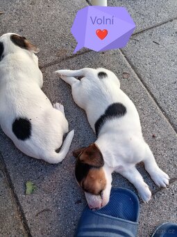 ❤️Jack russel teriér❤️ - 2