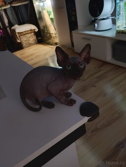 koťátka sphynx - 2