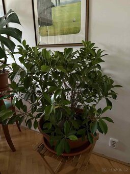 Fíkus Benjamin (maloplodý) - 2