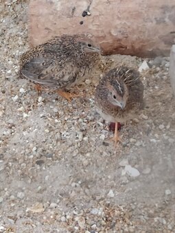 Křepelka čínská - 2