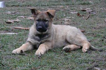 Štěňata německého ovčáka s PP - 2