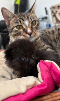 Bengálská/britská koťata - 2