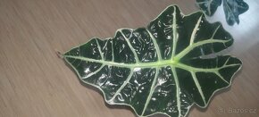Alocasia Polly - 2