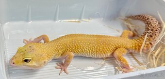 Gekončík noční - 2