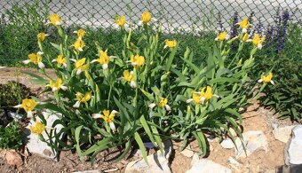 Kosatec různobarevný- Iris variegata 50 semen 50 Kč - 2