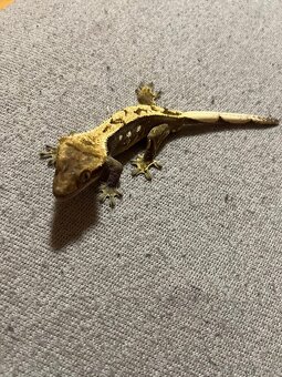 Pagekon řasnatý plus terárium - 2