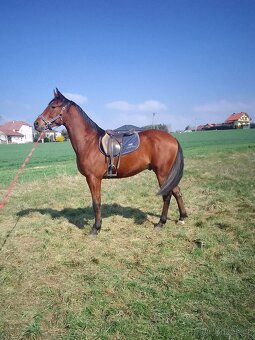 Malopolský valach, 3 - 2