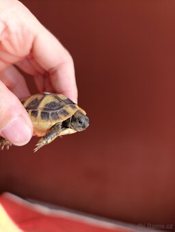 Prodám želvy zelenavé - 2