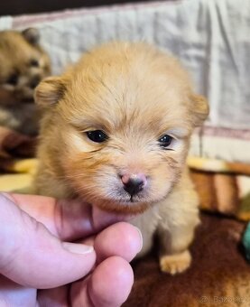 Pomeranian - 2