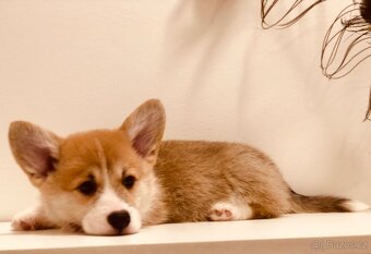 welsh corgi - 2
