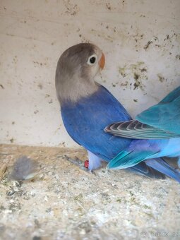 Agapornis - 2