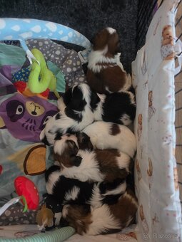 Shih-tzu, shih tzu - 2