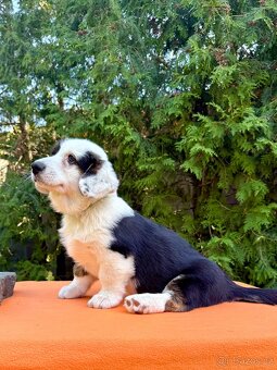 Welsh corgi cardigan s PP. - 2