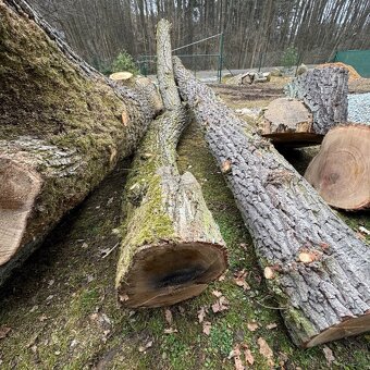 Dubová kulatina na řezivo - dubové kmeny - 2