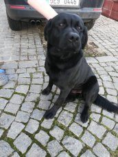 Nabízím ke krytí psa plemene Labrador retriever černé barvy - 2