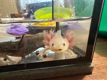 Axolotl mexický- vodní dráček - 2