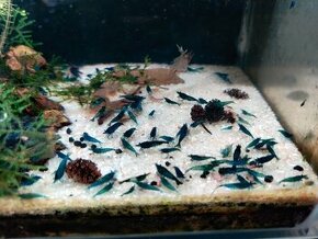 Krevetky Neocaridina Blue Dream 10+1 - 2