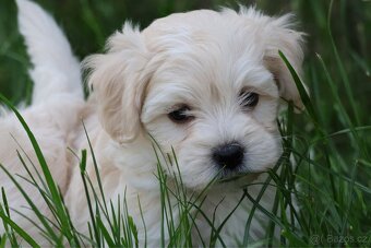 Maltipoo - 2