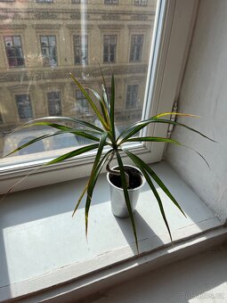 Dracena Marginata, sazenice - 2