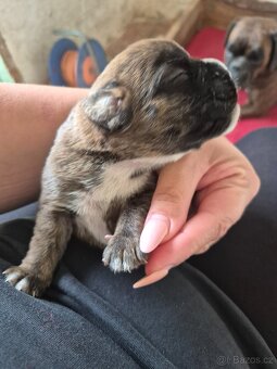 Nemecky boxer - 2