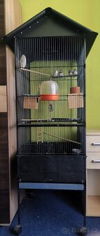 Zebřičky s klecí (drobné exotické ptactvo) - 2